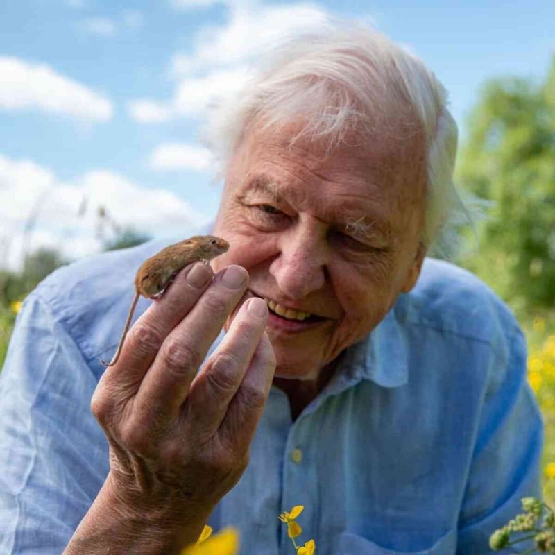 David Attenborough, ‘The Voice for Nature,’ Turns 100: A Century of Wonder, Discovery, and Advocacy