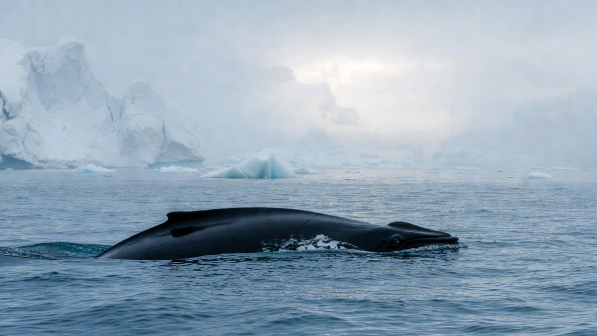 The Whale That Lives 200 Years Just Gave Scientists the Most Exciting Human Longevity Clue in Decades